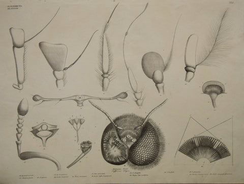 Georg August Goldfuss (1782-1848)  Antennae. Oculi. Pl. 225 [Insect Antennae and Eye Design]