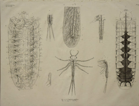 Georg August Goldfuss (1782-1848)  Fig 1-3, Luftrohrenfyftem.. Pl. 219, [Insect Anatomy]