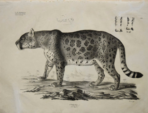Georg August Goldfuss (1782-1848)  3. Gatt. Felis, l., PLate 194, [Jaguar]
