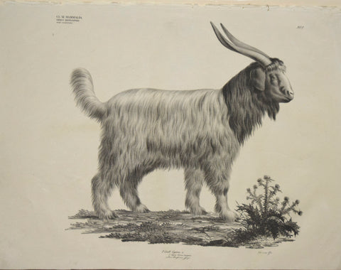 Georg August Goldfuss (1782-1848)  2. Gatt. Capra, L., Pl. 203 [Mountain Goat?]