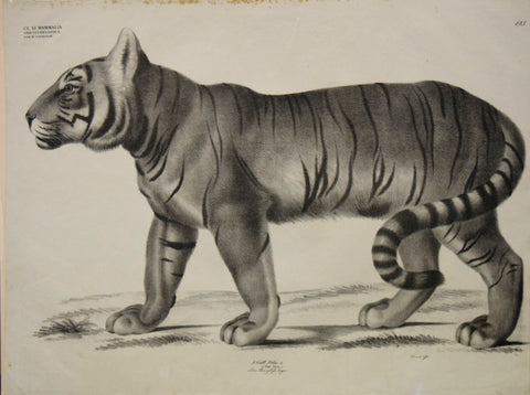 Georg August Goldfuss (1782-1848)  3. Gatt. Felis, L., Pl. 193 [Tiger]