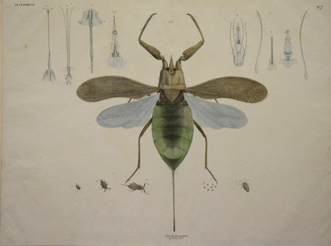 Georg August Goldfuss (1782-1848)  Ord. II. Hemiptera, Pl. 207