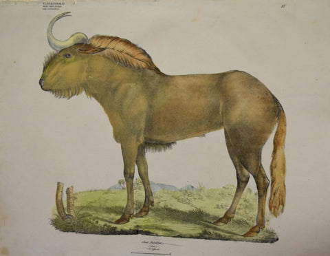 Georg August Goldfuss (1782-1848)  4. Gatt. Antilope, L., Pl. 15 [Gnu, African Antelope]
