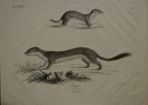 Georg August Goldfuss (1782-1848)  1. C. Gatt. Mustela, L., Pl. 191 [Weasel/Ferret]