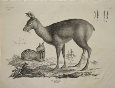 Georg August Goldfuss (1782-1848)  1. Gatt. Mochus, L., Pl. 205 [Musk Deer]