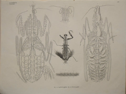 Georg August Goldfuss (1782-1848)  Fig. 1-3 Luftrohrenfyftem.., Pl. 220 [Insect Anatomy]