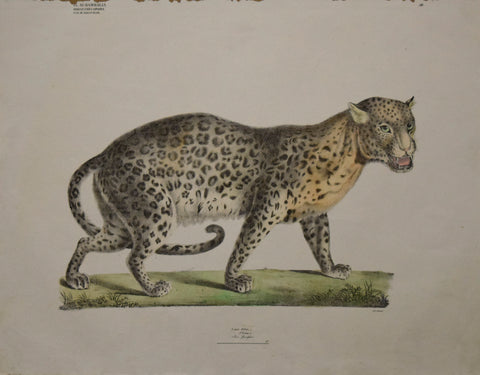 Georg August Goldfuss (1782-1848)  3. Gatt. Felis, L., Pl. 18 [Leopard?]