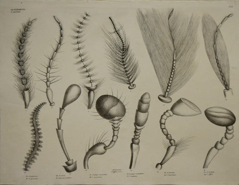 Georg August Goldfuss (1782-1848)  Antennae, Pl. 223 [Insect Antennae]