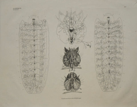 Georg August Goldfuss (1782-1848)  Muskeln und Nerven..Pl. 217, [Insect Anatomy]