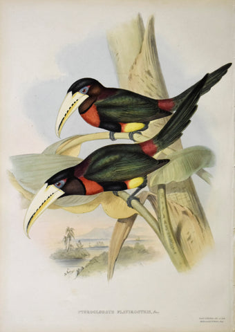 John Gould (1804-1881), Pteroglossus Flavirostris, Fras.