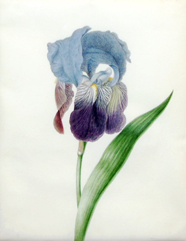 Johanna Helena Herolt (German, 16681723), Iris germanica L. hybrid