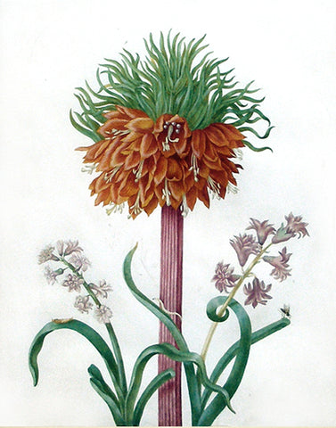 Johanna Helena Graffe (German, 1668-1723), Study of a Fritillaria Imperialis [Crown Imperial]