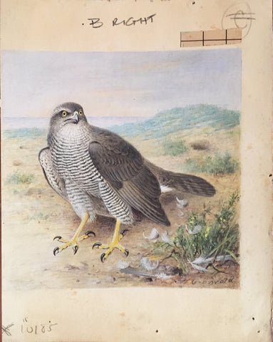 Henrik Grönvold (Danish, 1858 –1940), Astur Palumbarius (Goshawk)