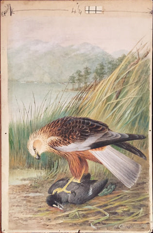 Henrik Grönvold (Danish, 1858 –1940), Circus Ruginosus (Marsh Harrier)