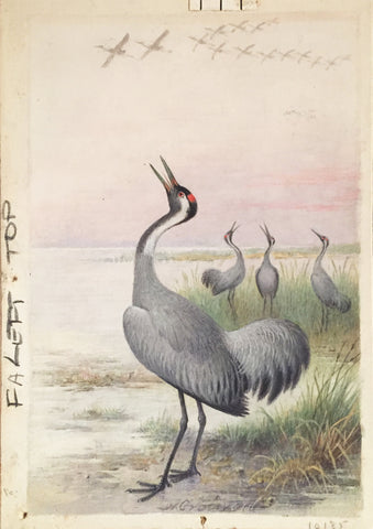 Henrik Grönvold (Danish, 1858 –1940), Grus Cinerea (Crane)