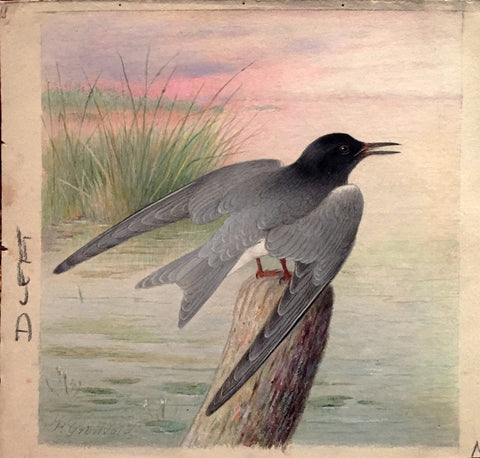 Henrik Grönvold (Danish, 1858 –1940), Hydrochelidon Nigra (Black Tern)