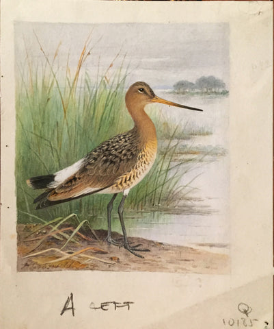 Henrik Grönvold (Danish, 1858 –1940), Limose Belgica (Black-tailed Godwit)