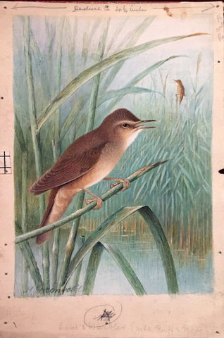 Henrik Grönvold (Danish, 1858 –1940), Locustella Luscinoides (Red Night-Reeler or Savi’s Warbler)