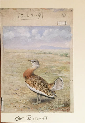 Henrik Grönvold (Danish, 1858 –1940), Otis Tarda (Great Bustard)