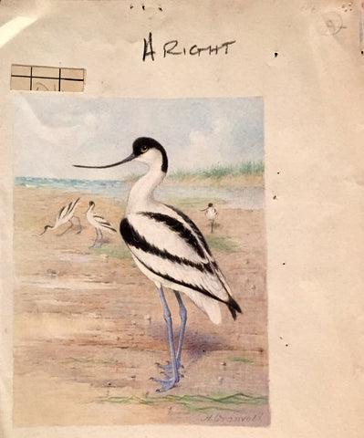 Henrik Grönvold (Danish, 1858 –1940), Recurvirostra Avocetta (Avocet)