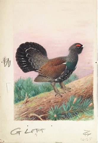 Henrik Grönvold (Danish, 1858 –1940), Tetrao Urogallus (Capercaillie)