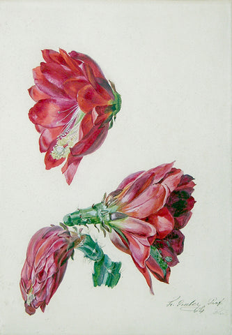 Franz Xaver Gruber (Austrian, 1801-1862), Christmas Cactus Bloom