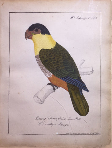 Carl Wilhelm Hahn (German, 1786-1836), II Lieferung 1st Tafel. Psittacus melacoephalus (Black headed Parrot)
