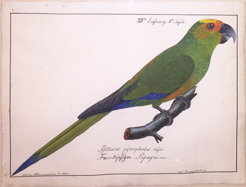 Carl Wilhelm Hahn (German, 1786-1836), XIV Lieferung, 1st Tafel. Pittaeus pyzoecphalus, Wagler