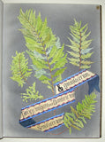 Ellen Harding (British 1809-1893), Fern Album Containing, A Few of the Rarest, Commonest, and Prettiest, of the British and Foreign Ferns