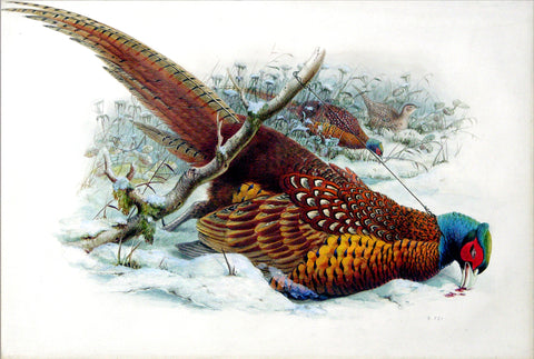 William Matthew Hart (British, 1830-1908), Common Pheasant; Phasianus colchicus Linnaeus