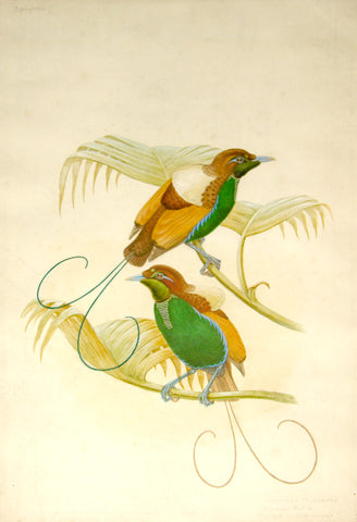 William Matthew Hart (British, 1830-1908), Magnificent Birds of Paradise