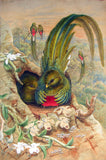 William Matthew Hart (British, 1830-1908), Quetzal or Pharomacrus mocinno