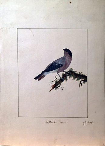 Charles Hayes (British, 1772-1826), Bullfinch Female