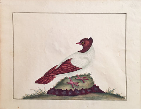 Charles Hayes (British, 1772-1826), Hooded Pigeon