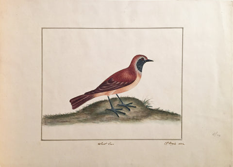 Charles Hayes (British, 1772-1826), Wheat Dove