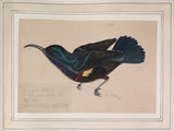 George Morrison Reid Henry, (British,1891-1983), Collected field studies of birds...