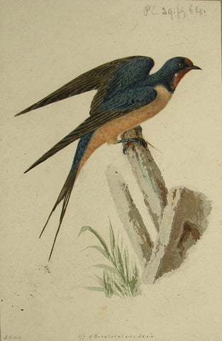 John William Hill (American, 1812-1879), “The Barn Swallow”
