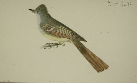 John William Hill (American, 1812-1879), “The Great-crested Kingbird”