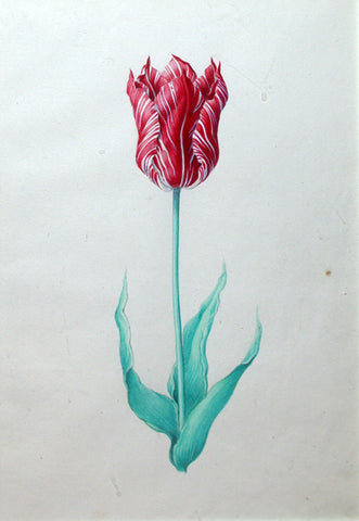 Pieter Holsteyn The Younger (Dutch, 1614-1687), Tulip Study 10