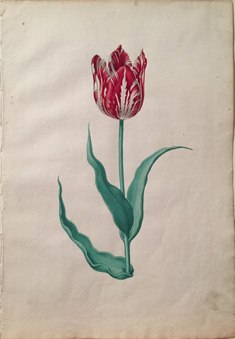 Pieter Holsteyn The Younger (Dutch, 1614-1687), Tulip Study 11