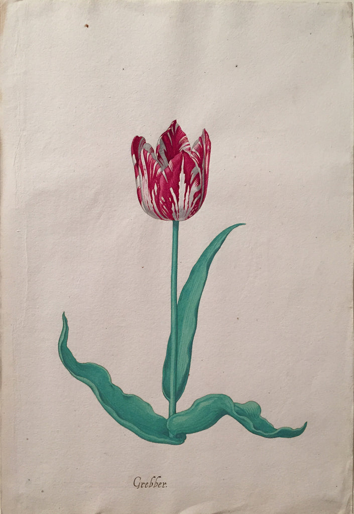 Pieter Holsteyn The Younger (Dutch, 1614-1687), Tulip Study 12 – Arader ...