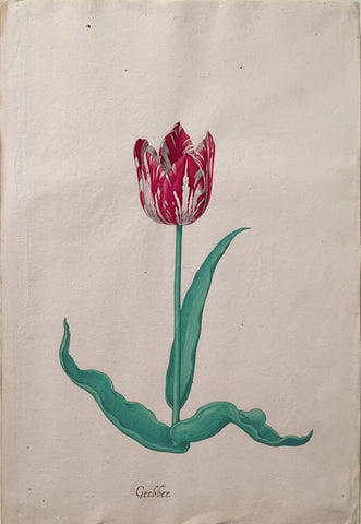 Pieter Holsteyn The Younger (Dutch, 1614-1687), Tulip Study 12