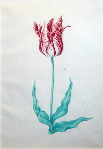 Pieter Holsteyn The Younger (Dutch, 1614-1687), Tulip Study 1
