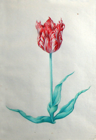 Pieter Holsteyn The Younger (Dutch, 1614-1687), Tulip Study 2
