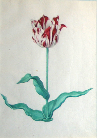 Pieter Holsteyn The Younger (Dutch, 1614-1687), Tulip Study 4
