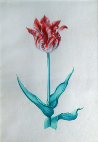 Pieter Holsteyn The Younger (Dutch, 1614-1687), Tulip Study 6