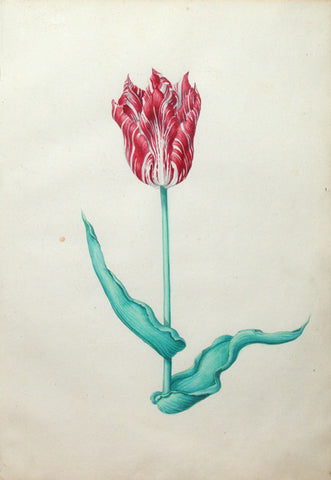 Pieter Holsteyn The Younger (Dutch, 1614-1687), Tulip Study 9