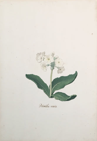 Pieter Holsteyn The Younger (Dutch, 1614-1687), White Primula Veris