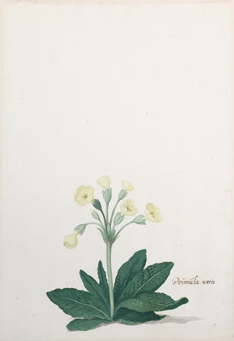 Pieter Holsteyn The Younger (Dutch, 1614-1687), Yellow Primula Veris (Common Cowslip)