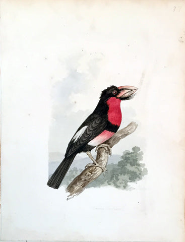 Samuel Howitt (British, 1765-1822), Bucco Lubris [African Barbet]